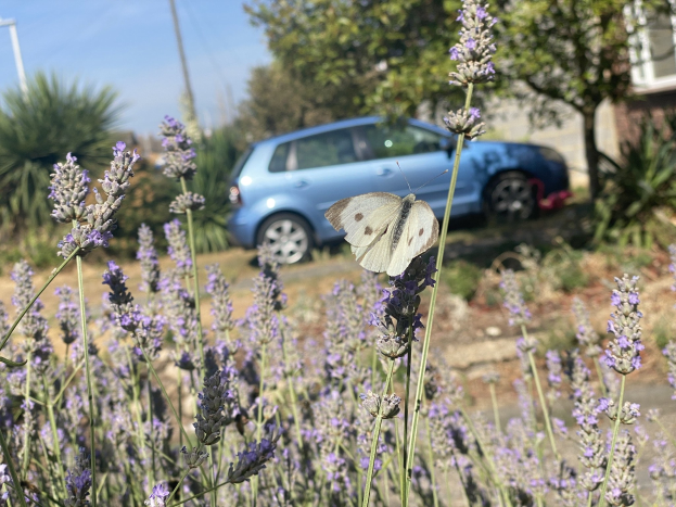 Blauer Wagen vor einem Lavendelfeld mit einer weißen Schmetterling auf einer Blume, Bäume, Pfähle und ein unscharfes Gebäude im Hintergrund.