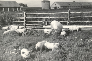Eine Gruppe von Schweinen grast in einem Feld neben einem hölzernen Zaun, umgeben von Pflanzen und Blumen, mit Gebäuden und einem klaren Himmel im Hintergrund.
