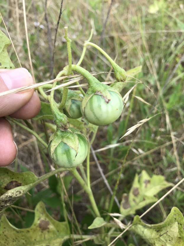 Grüne Tomaten mit Schimmelbefall in der Hand einer Person, mit Pflanzen und Gras im Hintergrund.