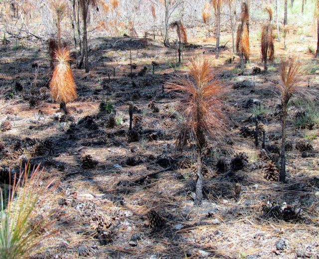 Pflanzen wachsen auf dem Land.