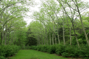 Grüne Umgebung umgibt das Gebiet mit Wiesen am unteren Bildrand.