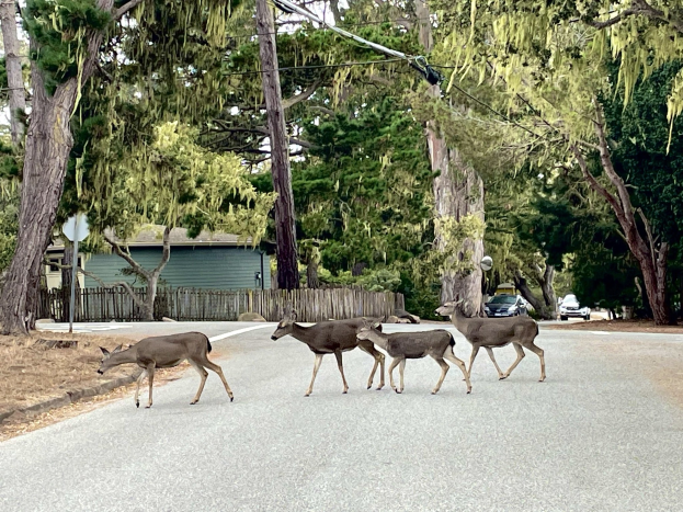 Eine Herde Rehe überquert eine Straße vor einem Haus, mit einem geparkten Auto auf der rechten Seite und einem klaren blauen Himmel im Hintergrund.
