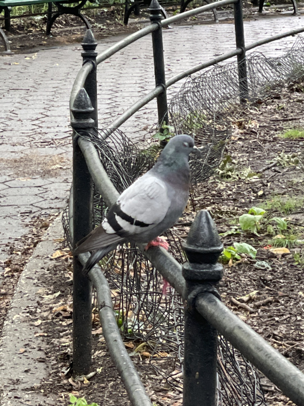 Eine Taube sitzt auf einem Metallzaun in einem Park, mit grünem Gras und gefallenen Blättern darunter, Bänken und Bäumen im Hintergrund.