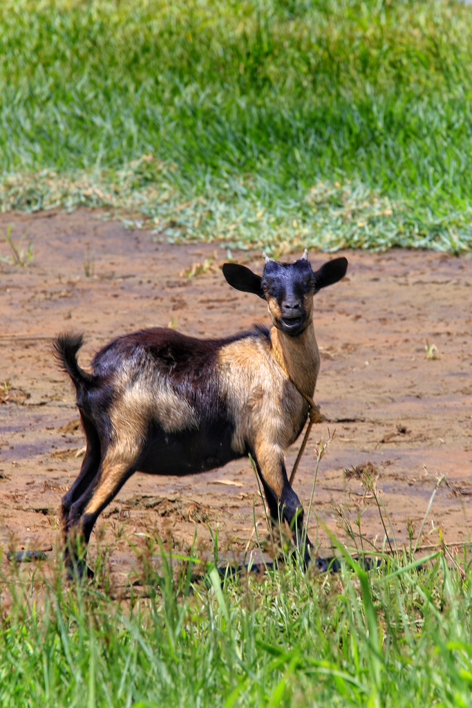Ein Schaf steht auf Gras und schaut in die Ferne, mit mehr Gras im Hintergrund.