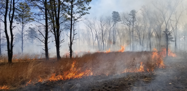 Ein kontrollierter Brand brennt in einem grasigen Feld mit Bäumen im Hintergrund, Rauch füllt den Himmel.