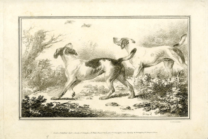 Zwei Hunde laufen in einem bewaldeten Gebiet mit Pflanzen und Bäumen, Text unten auf dem Bild.