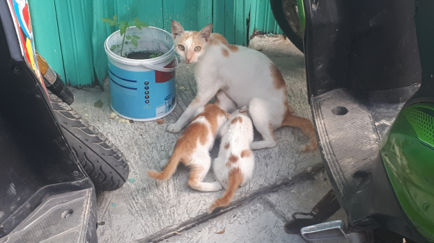 Zwei Katzen sitzen im Fond eines Autos neben einem Eimer mit einer Pflanze, mit einem Fahrzeug links und einer Wand im Hintergrund.