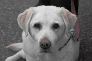 Ein Hund an der Leine mit einer teilweise sichtbaren Person auf einer Straße.