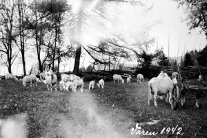 Eine Herde Schafe grast auf einer saftig grünen Wiese mit einem Wagen auf der rechten Seite und Bäumen im Hintergrund, unter einem sichtbaren Himmel.